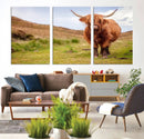 Highland Cow Animal Canvas Wall Art Texas Cattle Art Print