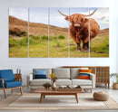Highland Cow Animal Canvas Wall Art Texas Cattle Art Print