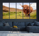Highland Cow Animal Canvas Wall Art Texas Cattle Art Print