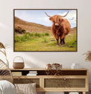 Highland Cow Animal Canvas Wall Art Texas Cattle Art Print