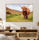 Highland Cow Animal Canvas Wall Art Texas Cattle Art Print