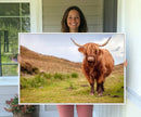 Highland Cow Animal Canvas Wall Art Texas Cattle Art Print
