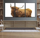 Highland Cow Wall Art Canvas Print – Framed Scottish Bull