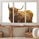 Highland Cow Wall Art Canvas Print – Framed Scottish Bull