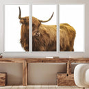 Highland Cow Wall Art Canvas Print – Framed Scottish Bull