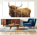 Highland Cow Wall Art Canvas Print – Framed Scottish Bull