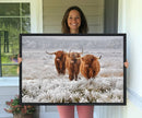 Highland Cows in Snow Canvas Art Print, Highland Cattle