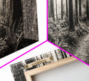 Redwood Forest, Nature Path, Fern Understory, Framed Canvas Print, Moody Nature Photography, Office Wall Art, Forest Bathing Vibes