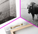 Lone buffalo, western landscape, rustic wall art, panoramic art, extra wide art, farmhouse decor, framed canvas print, wildlife painting, bull and bear art