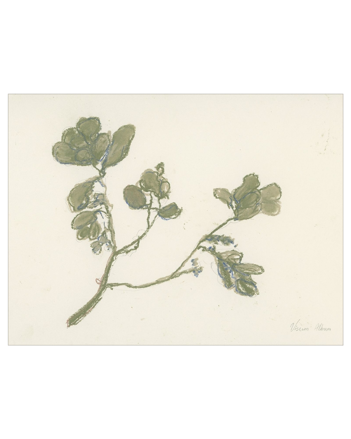 Pastel Mistletoe, photo 15 of 28