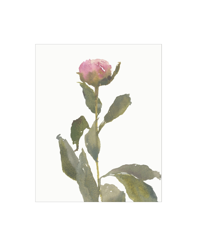 Single Rose