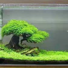 Moss Tree Chunks with Foam Head, photo 4 of 8