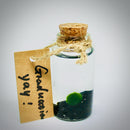 Hot Sale: Live Mini Marimo Moss Ball White and Black Pebbles Glass Bottle Glass Jar