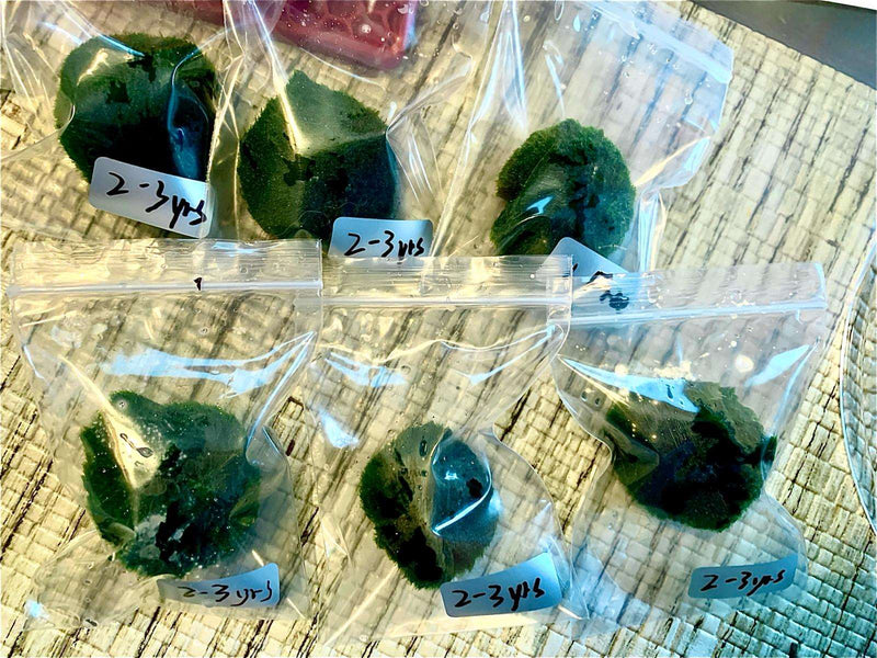 Marimo Moss Balls For Aquarium 2-3 Year 3-4cm Moss Balls: 5/10/20/50PCS Kokedama Japanese Algae Ball Wholesale