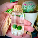 Hot Sale: Live Mini Marimo Moss Ball White and Black Pebbles Glass Bottle Glass Jar