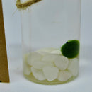 Hot Sale: Live Mini Marimo Moss Ball White and Black Pebbles Glass Bottle Glass Jar