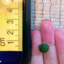 Sample Marimo Moss Balls For Aquarium Multiple Size - Kokedama Japanese Algae Ball