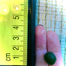 Sample Marimo Moss Balls For Aquarium Multiple Size - Kokedama Japanese Algae Ball
