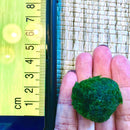 Sample Marimo Moss Balls For Aquarium Multiple Size - Kokedama Japanese Algae Ball