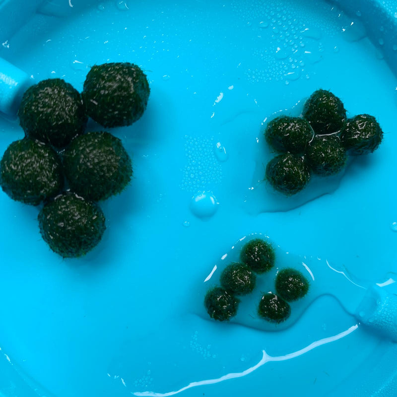 Marimo Moss Balls For Aquarium 3 Month 0.5-0.8cm Marimo Moss Balls: 5/10/20/50PCS Kokedama Japanese Algae Ball Wholesale