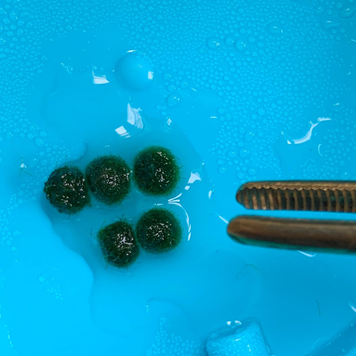 Live Moss Balls Mini Baby 0.3-0.5cm 5/10/20/50PCS Marimo Moss Balls Aqua Plant Pet Petco, photo 2 of 12