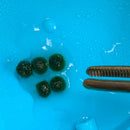 Sample Marimo Moss Balls For Aquarium Multiple Size - Kokedama Japanese Algae Ball by Moss Artistry