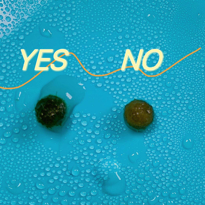 Marimo Moss Balls For Aquarium 3 Month 0.5-0.8cm Marimo Moss Balls: 5/10/20/50PCS Kokedama Japanese Algae Ball Wholesale