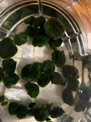 Unshaped Moss Ball Pieces - a bunch