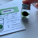Chubby Marimo Moss Ball Kit Mini Moss Ball Kit