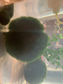 Large Algae Moss Balls Huge About 2.5-3 Inches