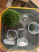 Large Algae Moss Balls Huge About 2.5-3 Inches