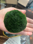 Large Algae Moss Balls Huge About 2.5-3 Inches