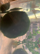 Large Algae Moss Balls Huge About 2.5-3 Inches
