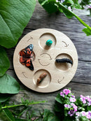 Double-Sided Wooden Life Cycle Board