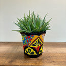 Aloe 'Crosby's Prolific'