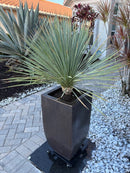 Yucca Rostrata
