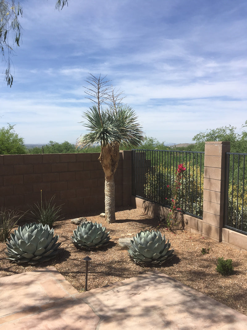 Agave Parryi Truncata