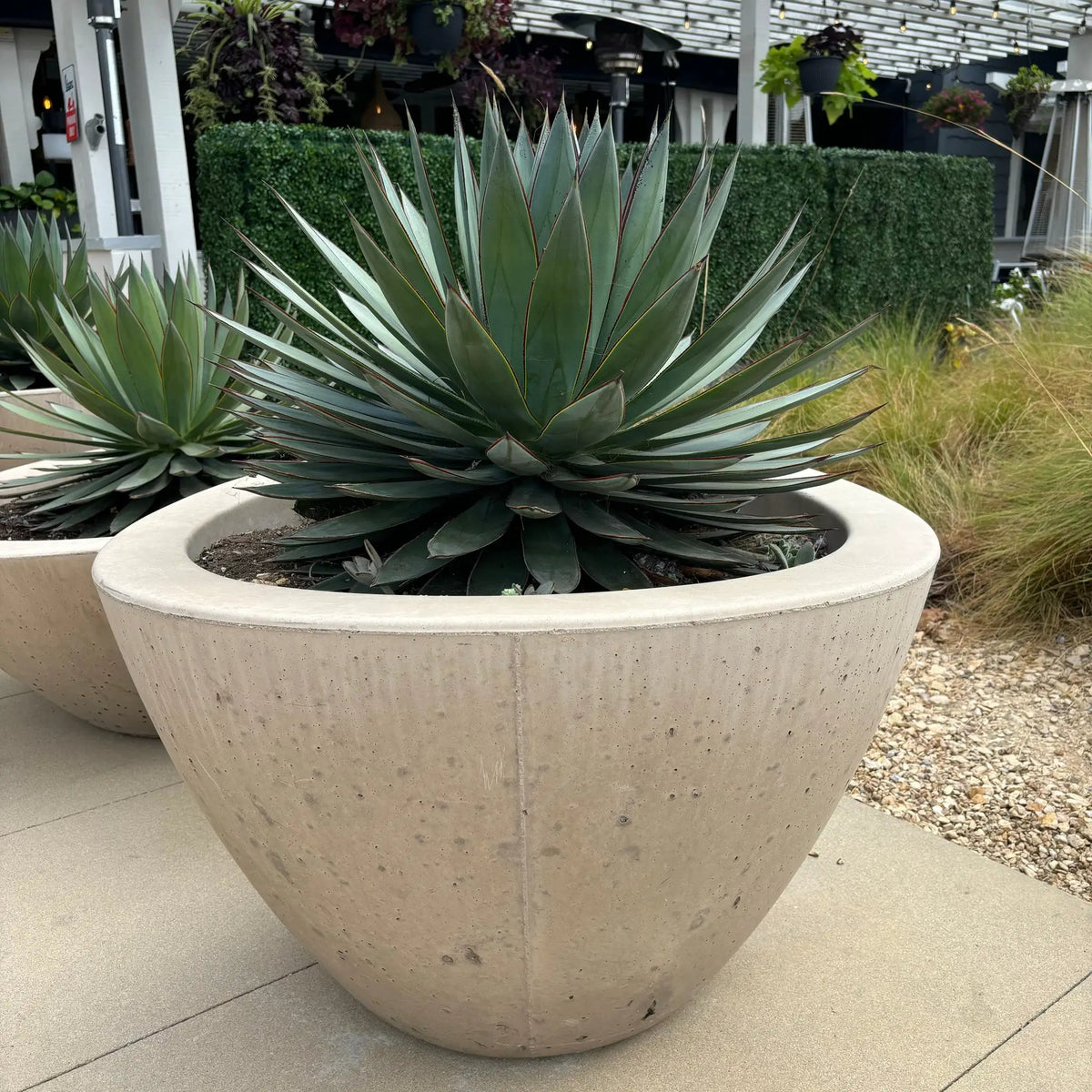 Agave 'Blue Glow', photo 10 of 10