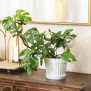 8 inch Decorative Ceramic Pot With Saucer