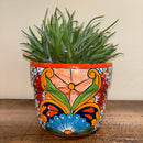 Aloe 'Crosby's Prolific'