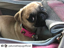 Mr. Peanut's Gold Series Standard Size Airline Compliant Pet Carrier by Mr. Peanut's Pet Carriers
