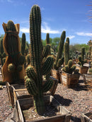 South American Saguaro
