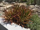 Aloe Cameronii