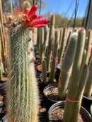 Silver Torch Cactus