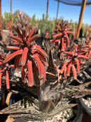 Tiger Aloe