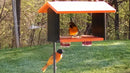 Poly Oriole Double Bird Feeder, Nectar, Jelly and Orange Feeder