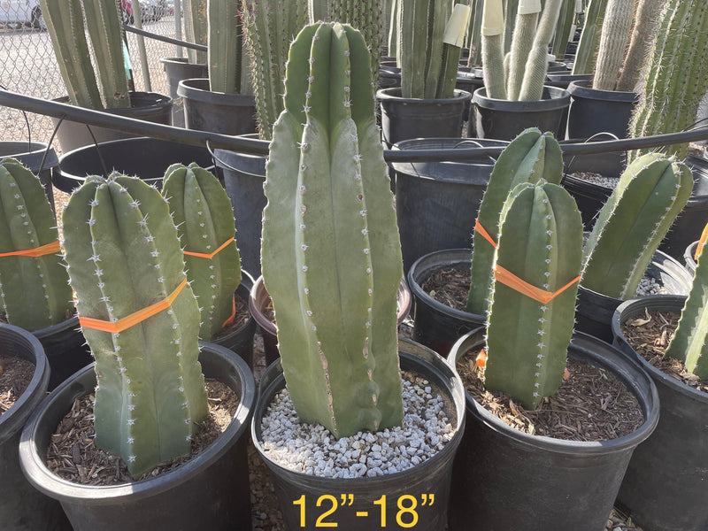 Senita Cactus