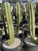Senita Cactus