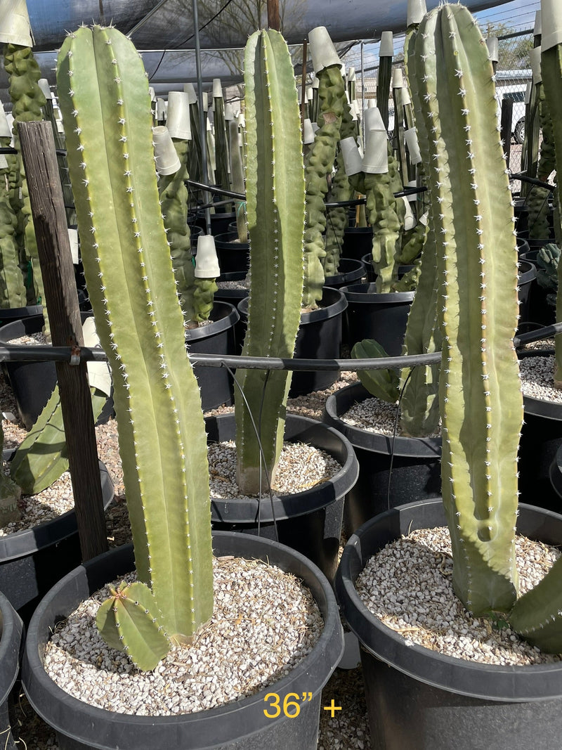 Senita Cactus