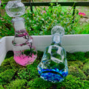 Valentine’s Day Romantic Marimo Moss Balls 2PCS Set Glass Bottle Aquarium With Lid Love Plants for Beginners for Couples